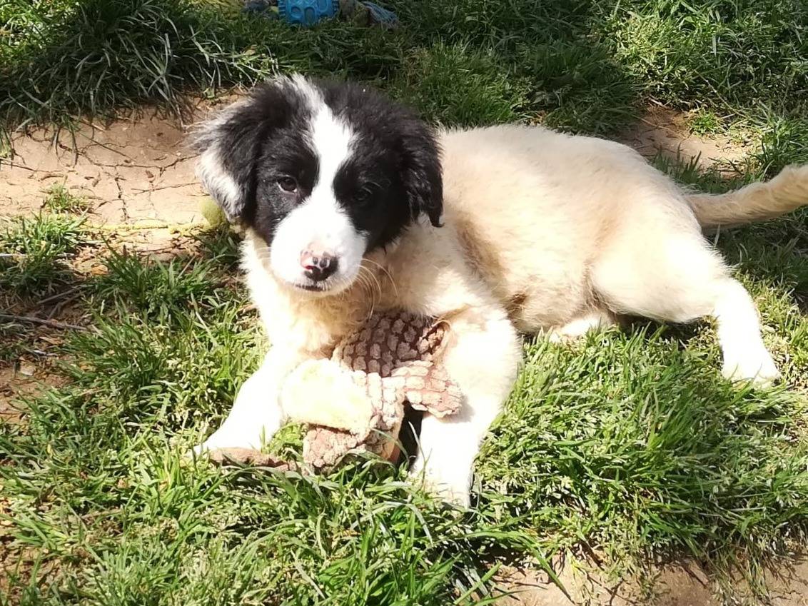 Vuoi adottare un cane a Milano?