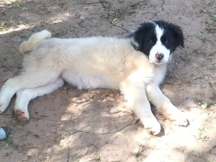 Adotta il cane PIMPA ASPETTA UNA MAMMA  a Milano