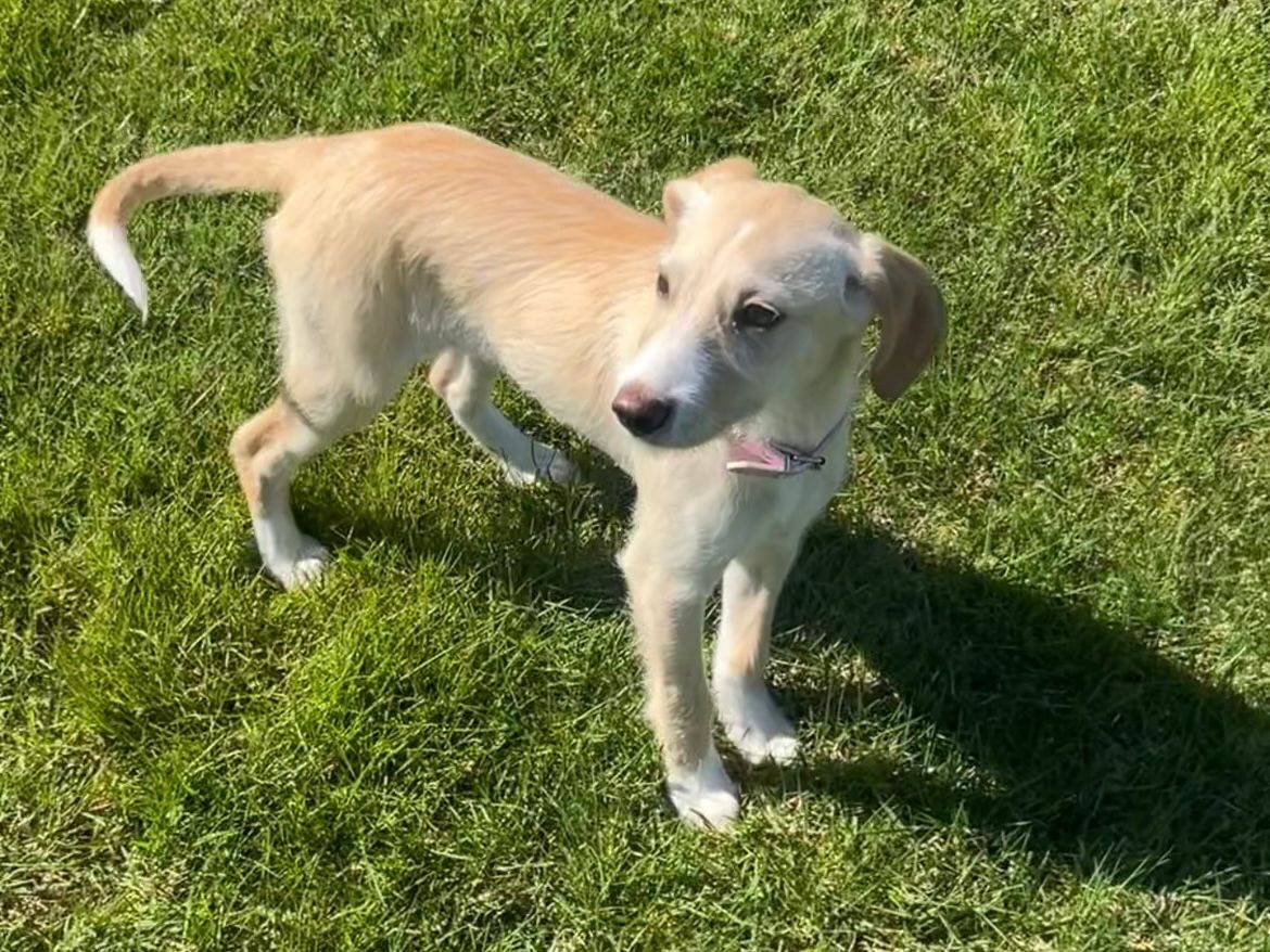 Adozione cane, femmina, Razza sconosciuta Razza sconosciuta, 5 mesi, taglia media contenuta, Pisa