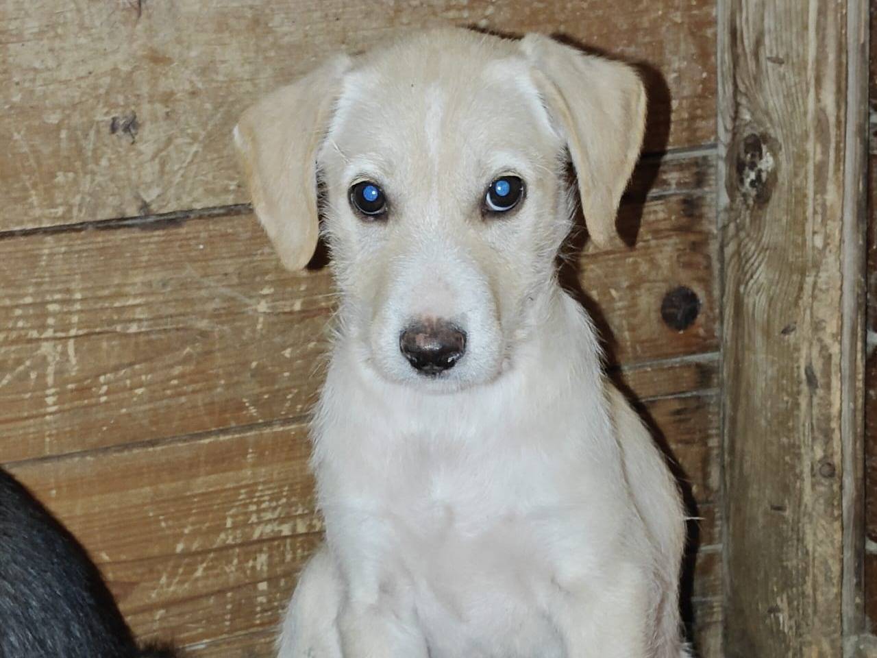 Adotta un cane, femmina, 5 mesi, Pisa