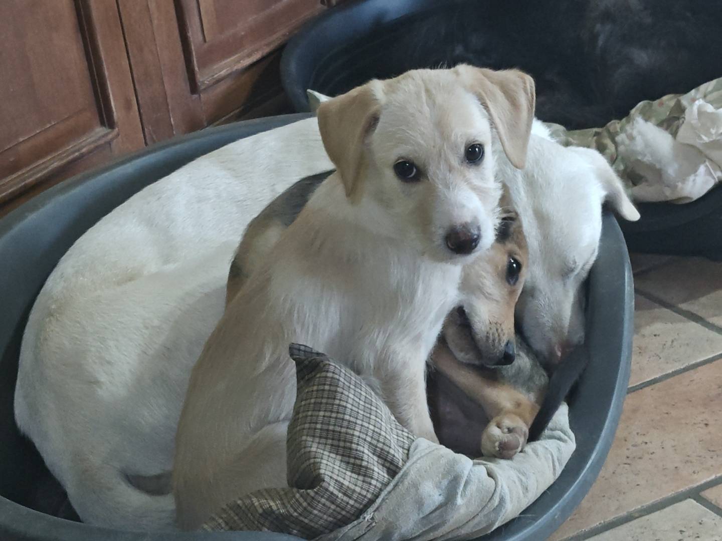 Adotta un cane, taglia media contenuta, femmina, Pisa