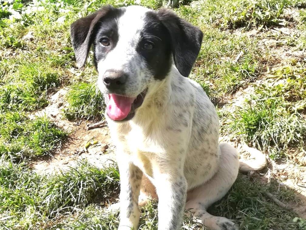 Adozione cane, maschio, Razza sconosciuta Razza sconosciuta, 3 mesi, taglia media, Varese