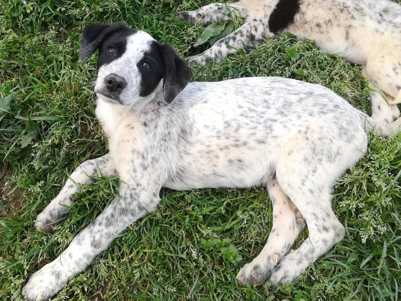 Adotta un cane, taglia media, maschio, Varese