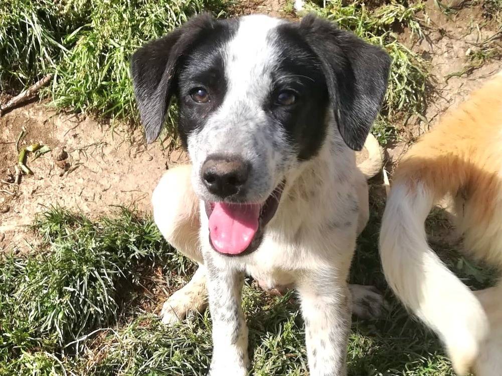 Vuoi adottare un cane a Varese?