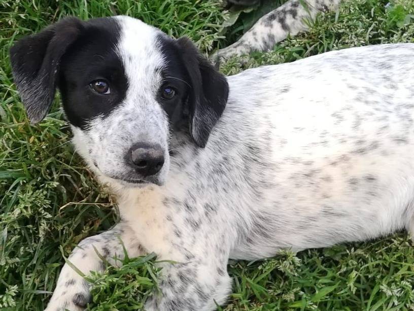 Adotta il cane ZENO MIX SETTERINO  a Varese