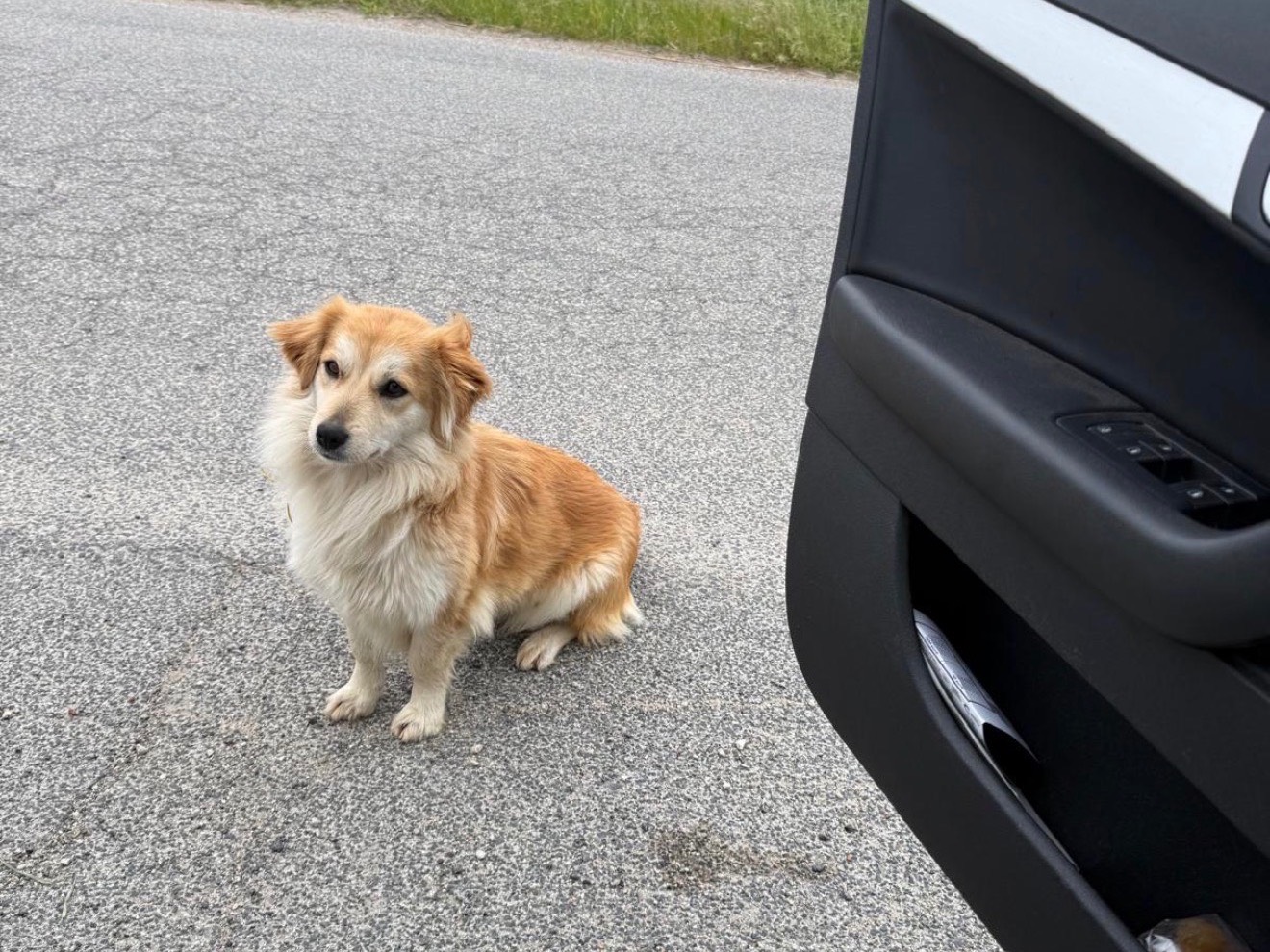 Adozione cane, femmina, Volpino di Pomerania Volpino di Pomerania, 5 anni e 5 mesi, taglia piccola, Roma
