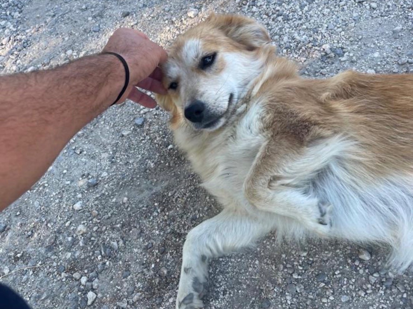 Adotta un cane, femmina, 5 anni e 5 mesi, Roma