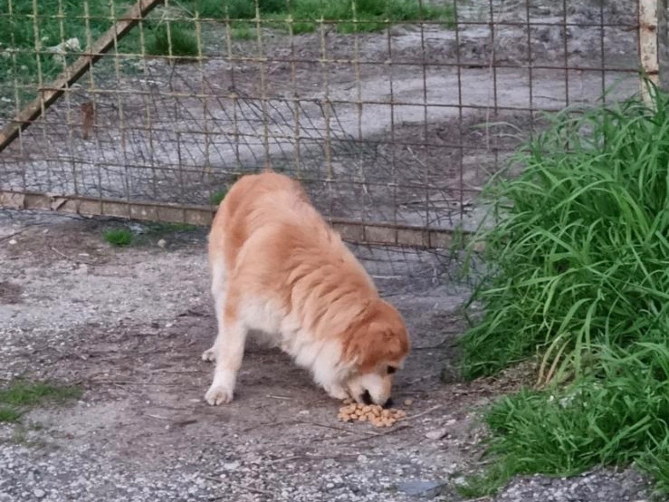 Adotta un cane, taglia piccola, femmina, Roma
