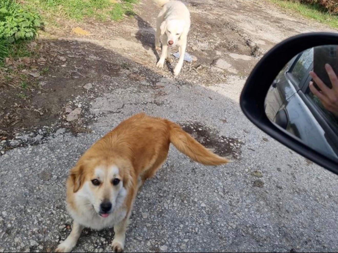 Vuoi adottare un cane a Roma?