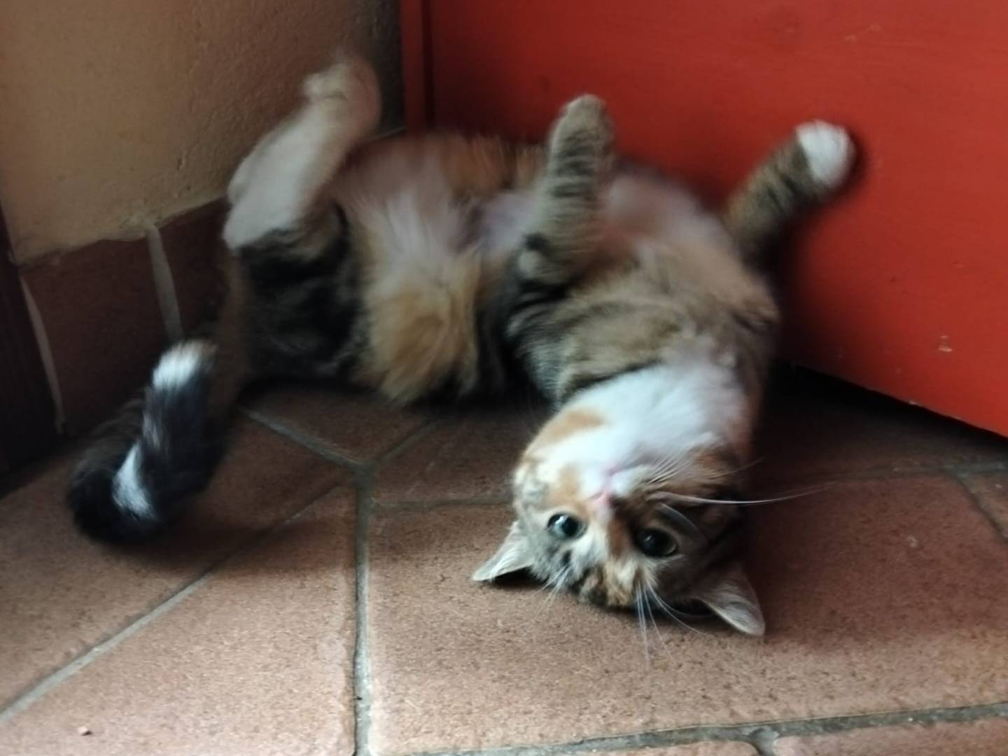 Vuoi adottare un gatto a Firenze?