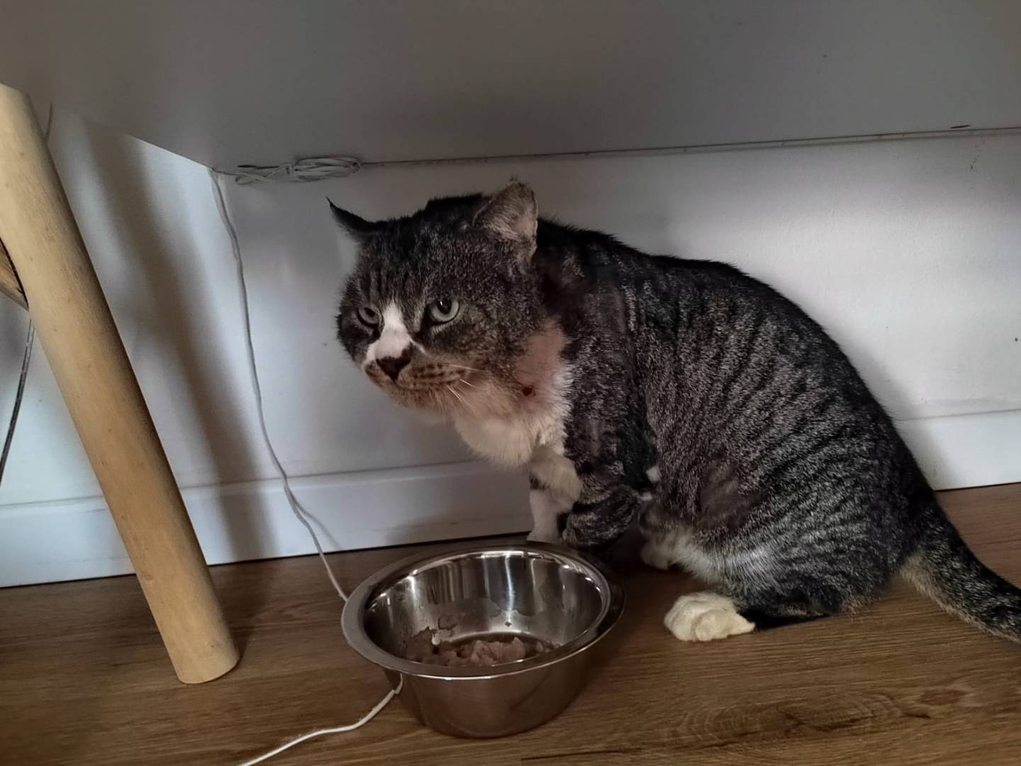 Adozione gatto, maschio, Razza sconosciuta Razza sconosciuta, 10 anni e 1 mese, taglia non valida, Firenze