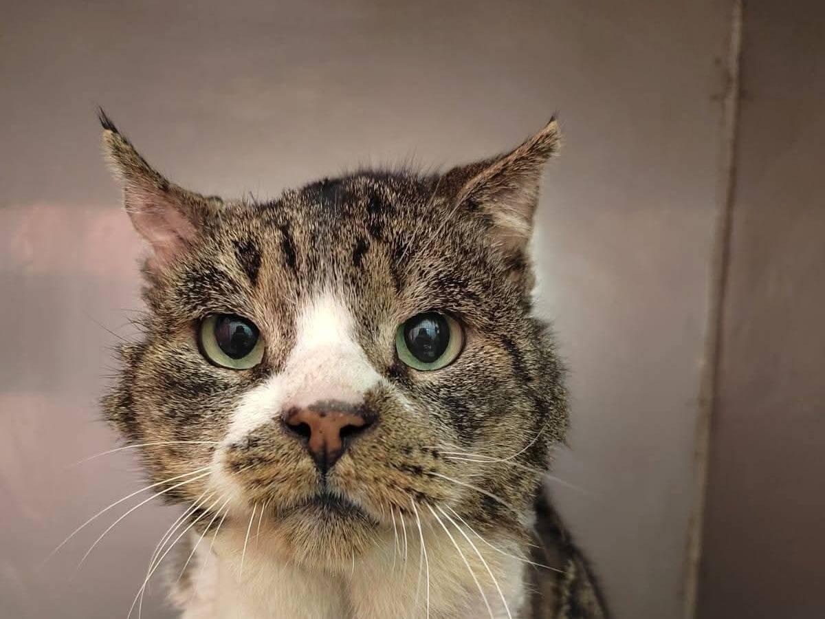 Adotta un gatto, maschio, 10 anni e 1 mese, Firenze