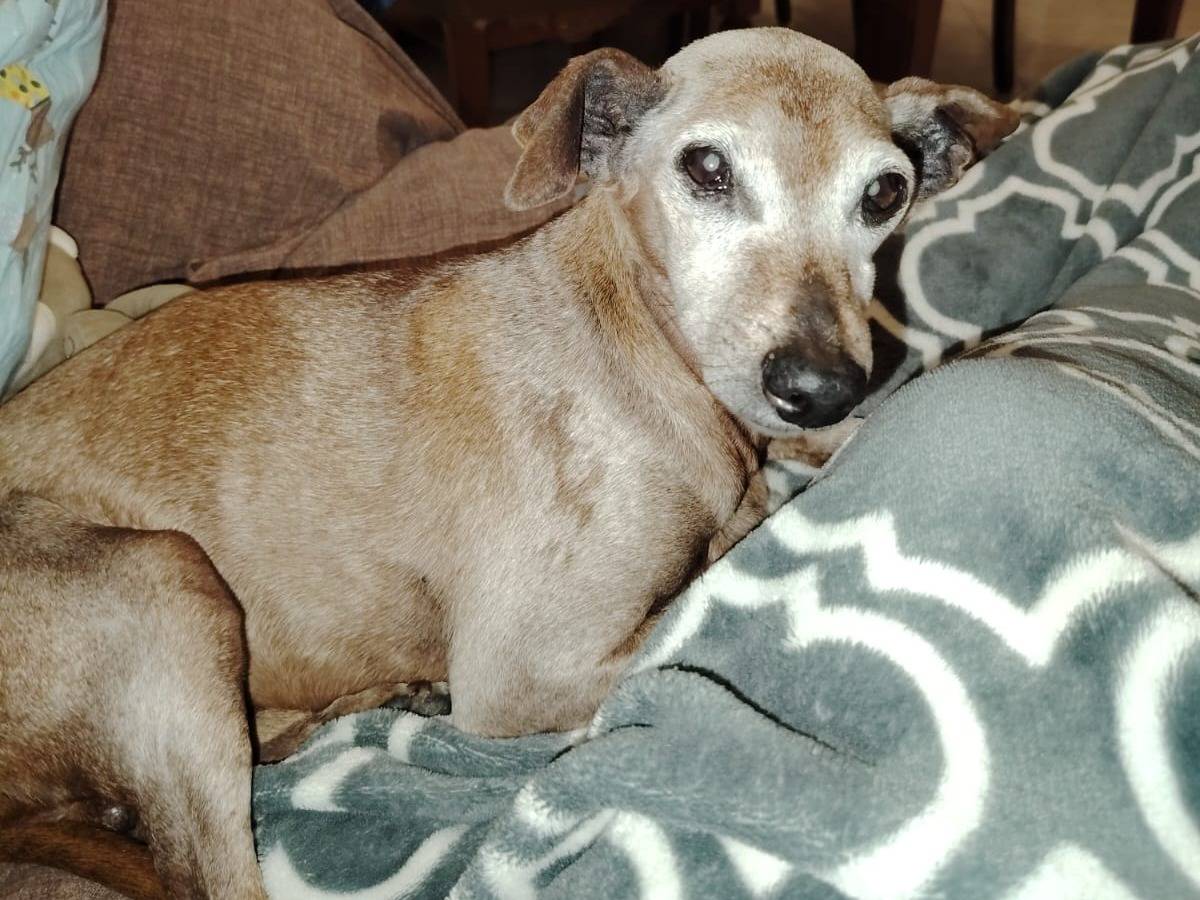 Adotta un cane, maschio, 15 anni, Lodi