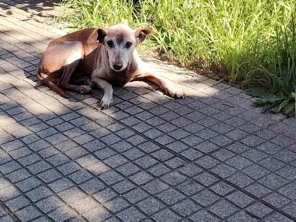Adotta un cane, taglia piccola, maschio, Lodi
