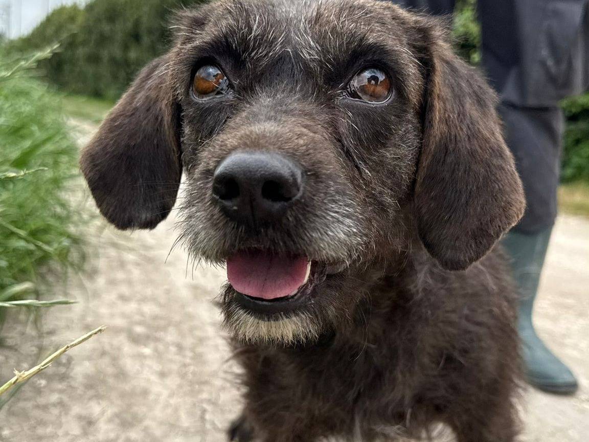 Adotta un cane, femmina, 2 anni e 1 mese, Matera