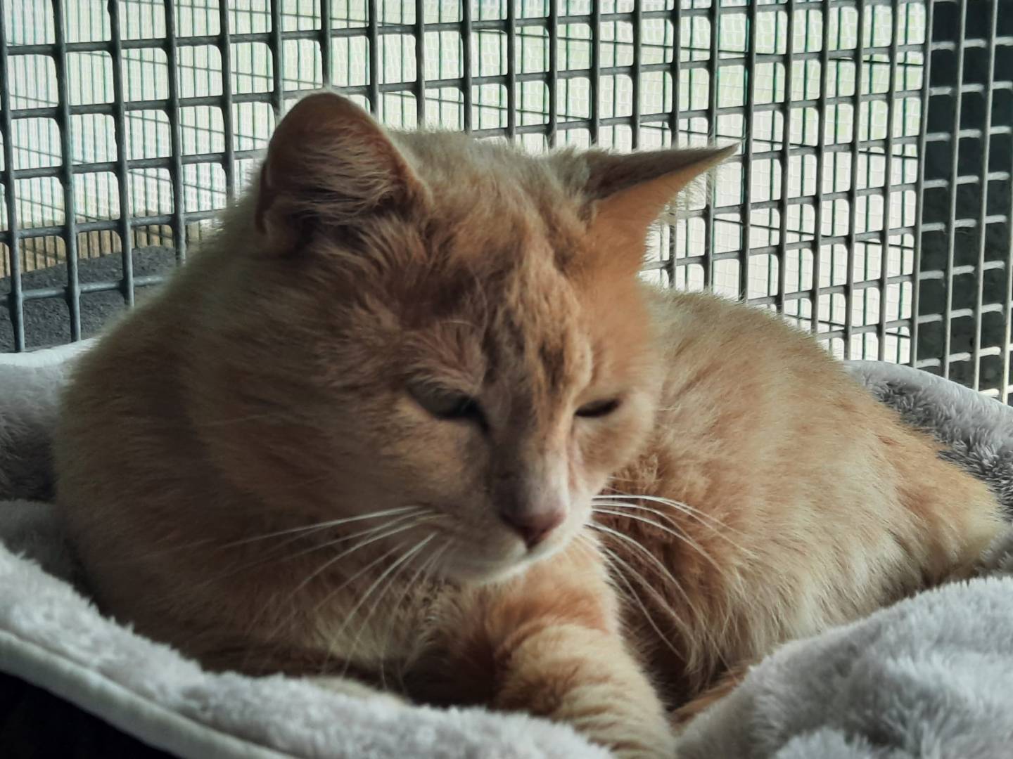 Adozione gatto, maschio, Razza sconosciuta Razza sconosciuta, 5 anni e 3 mesi, taglia non valida, Ravenna