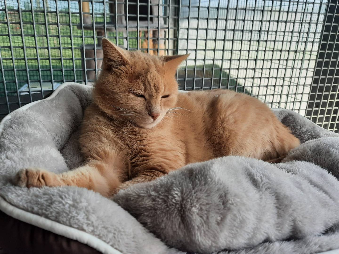 Adotta un gatto, maschio, 5 anni e 3 mesi, Ravenna