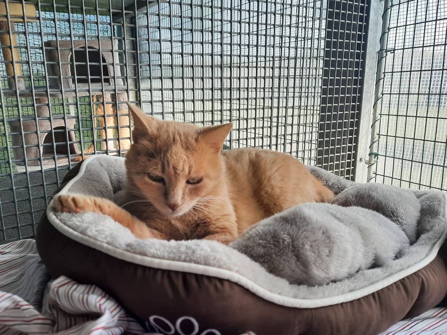 Adotta un gatto, taglia non valida, maschio, Ravenna