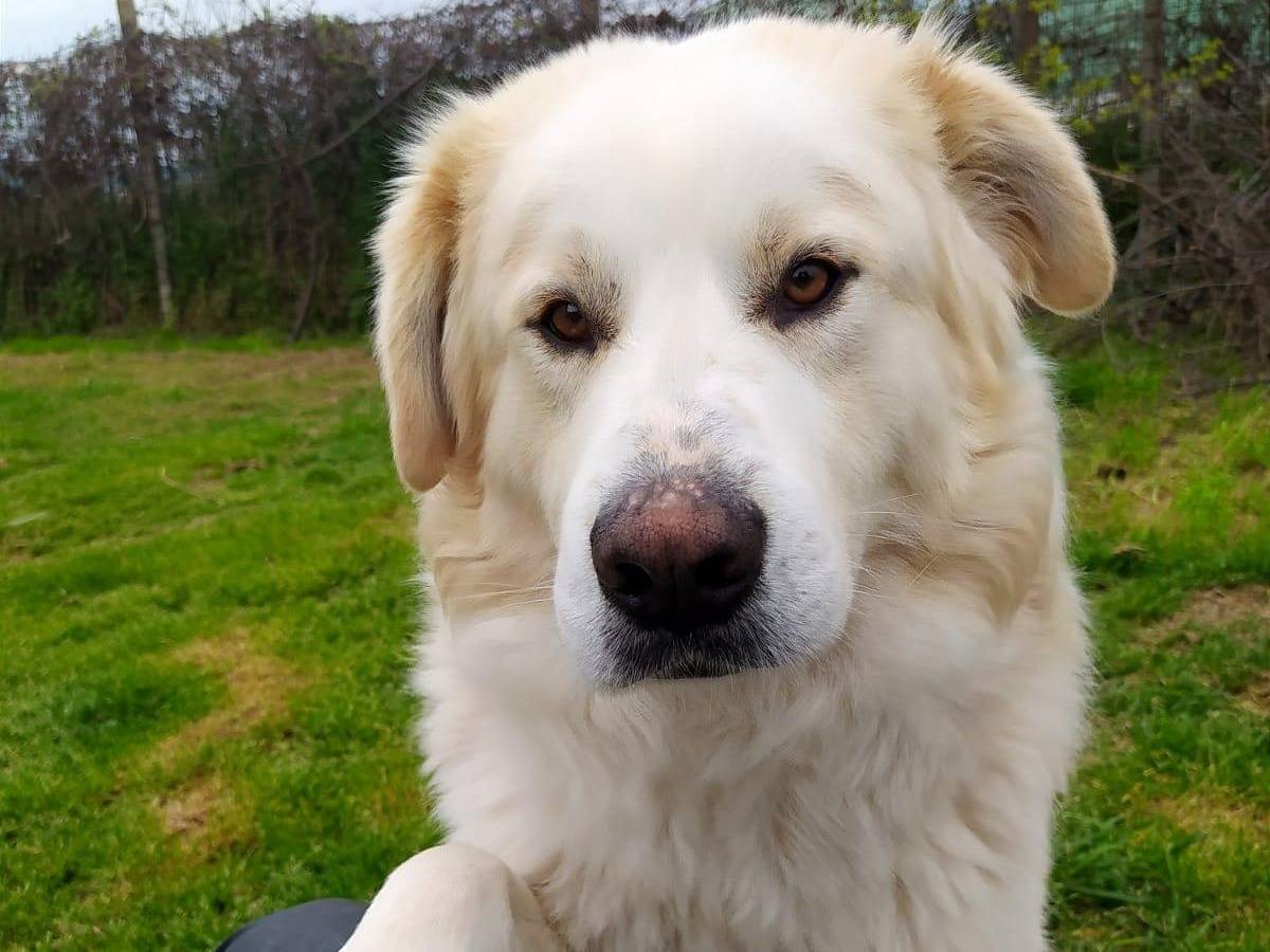 Adozione cane, maschio, Pastore maremmano Razza sconosciuta, 2 anni e 2 mesi, taglia gigante, Pescara