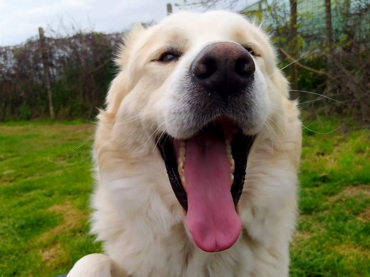 Adotta un cane, maschio, 2 anni e 2 mesi, Pescara