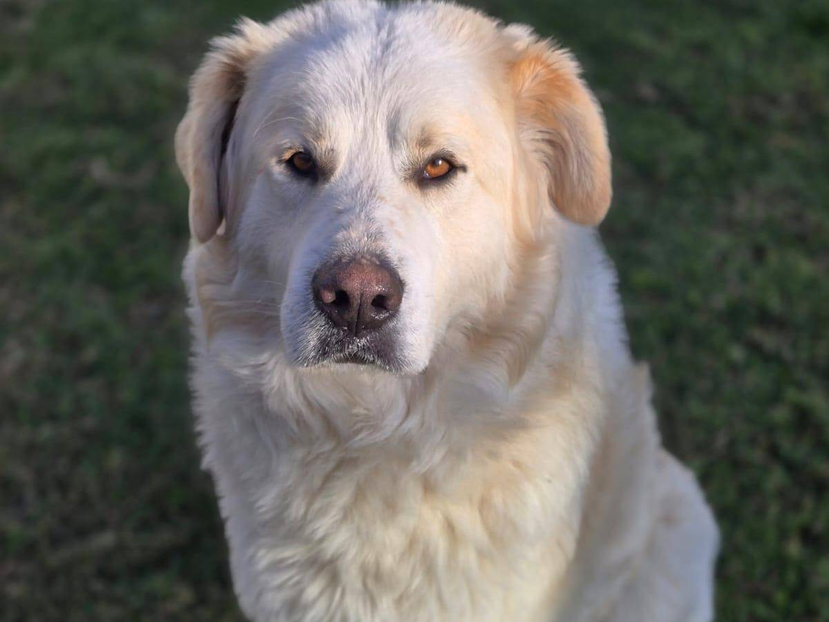 Adotta un cane, taglia gigante, maschio, Pescara