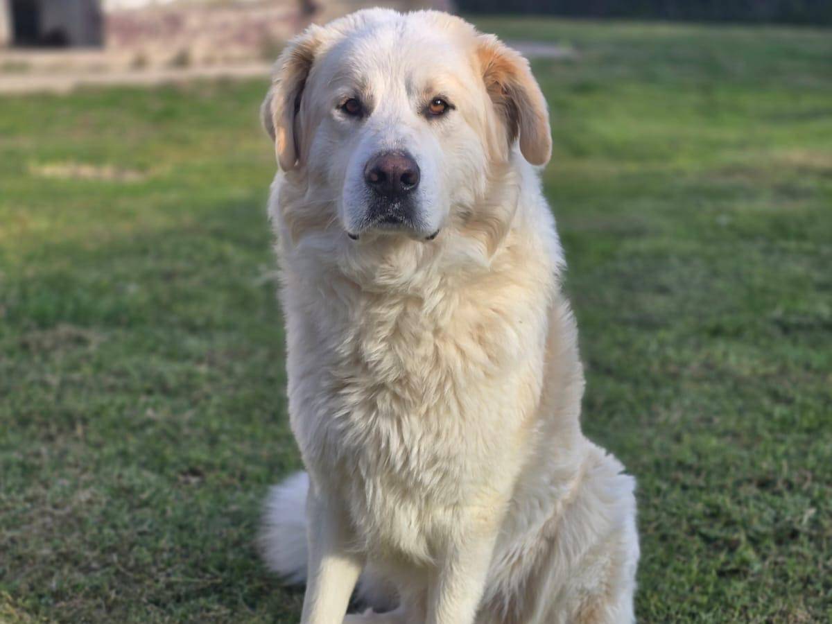 Vuoi adottare un cane a Pescara?