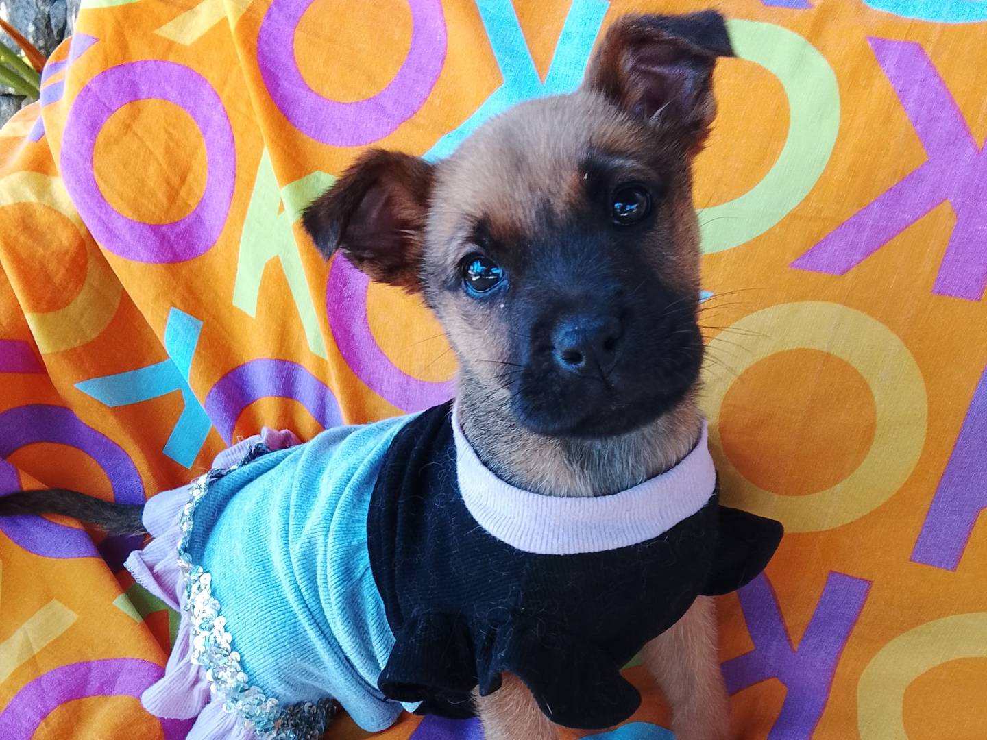 Adozione cane, femmina, Razza sconosciuta Razza sconosciuta, 4 mesi, taglia media, Siracusa
