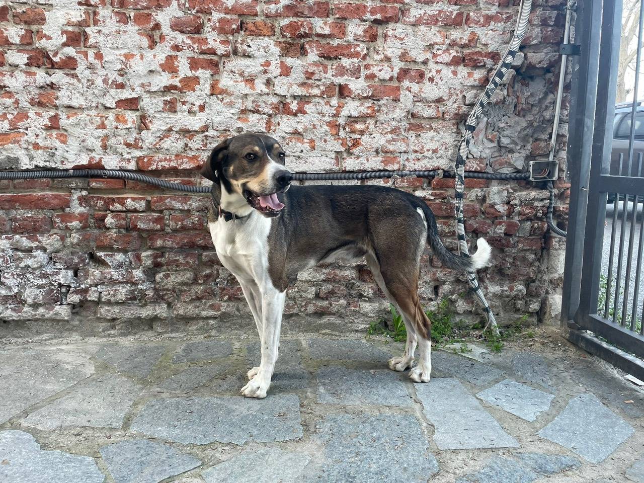 Adozione cane, maschio, Bracco Pastore tedesco, 3 anni e 3 mesi, taglia grande, Asti