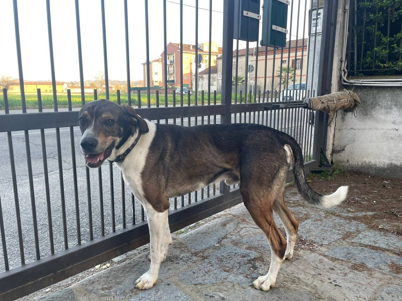 Adotta un cane, maschio, 3 anni e 3 mesi, Asti