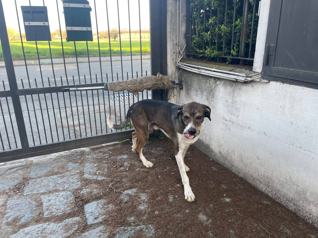 Adotta un cane, taglia grande, maschio, Asti