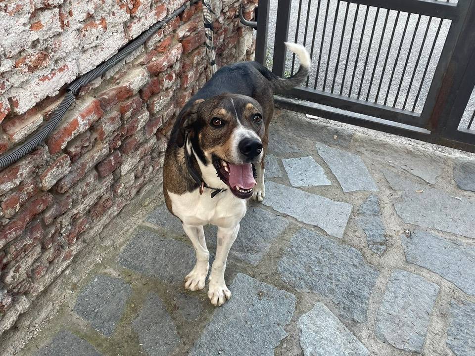 Vuoi adottare un cane a Asti?