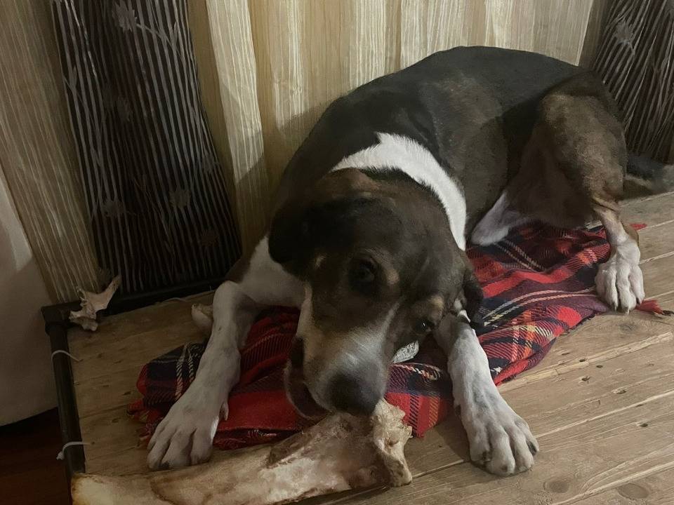 Adotta il cane MANU a Asti