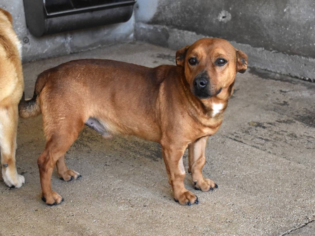 Adotta un cane, maschio, 3 anni e 4 mesi, Roma