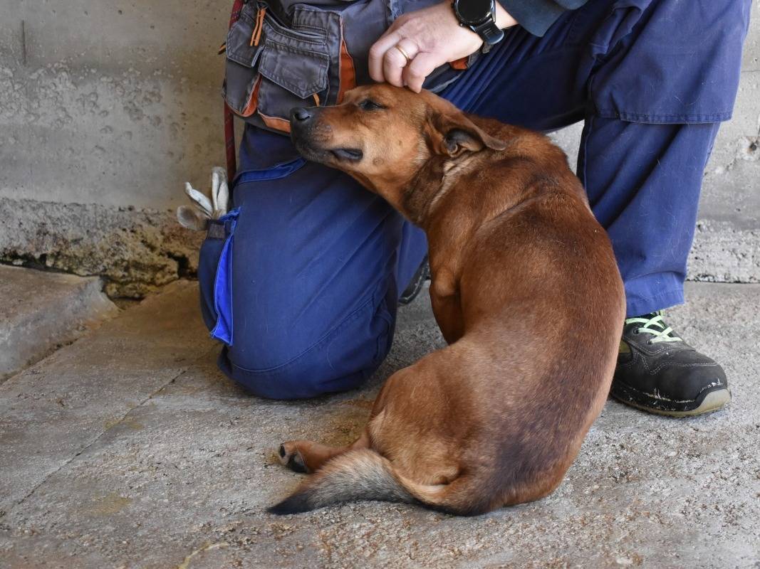 Adotta un cane, taglia piccola, maschio, Roma