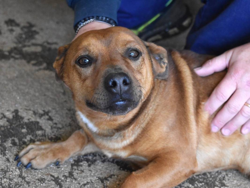 Vuoi adottare un cane a Roma?