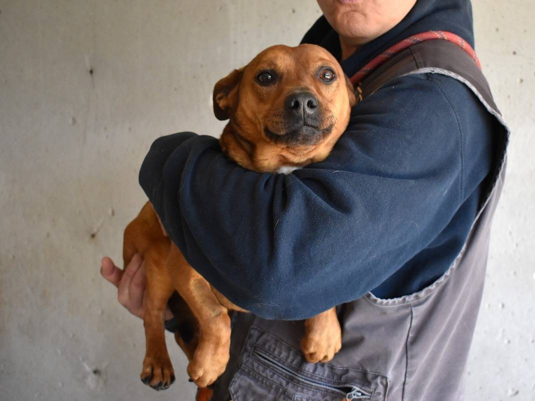 Adotta il cane QUIRYN a Roma