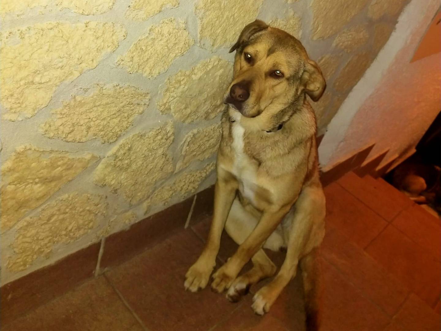 Adozione cane, femmina, Razza sconosciuta Razza sconosciuta, 4 anni e 3 mesi, taglia media, Verona