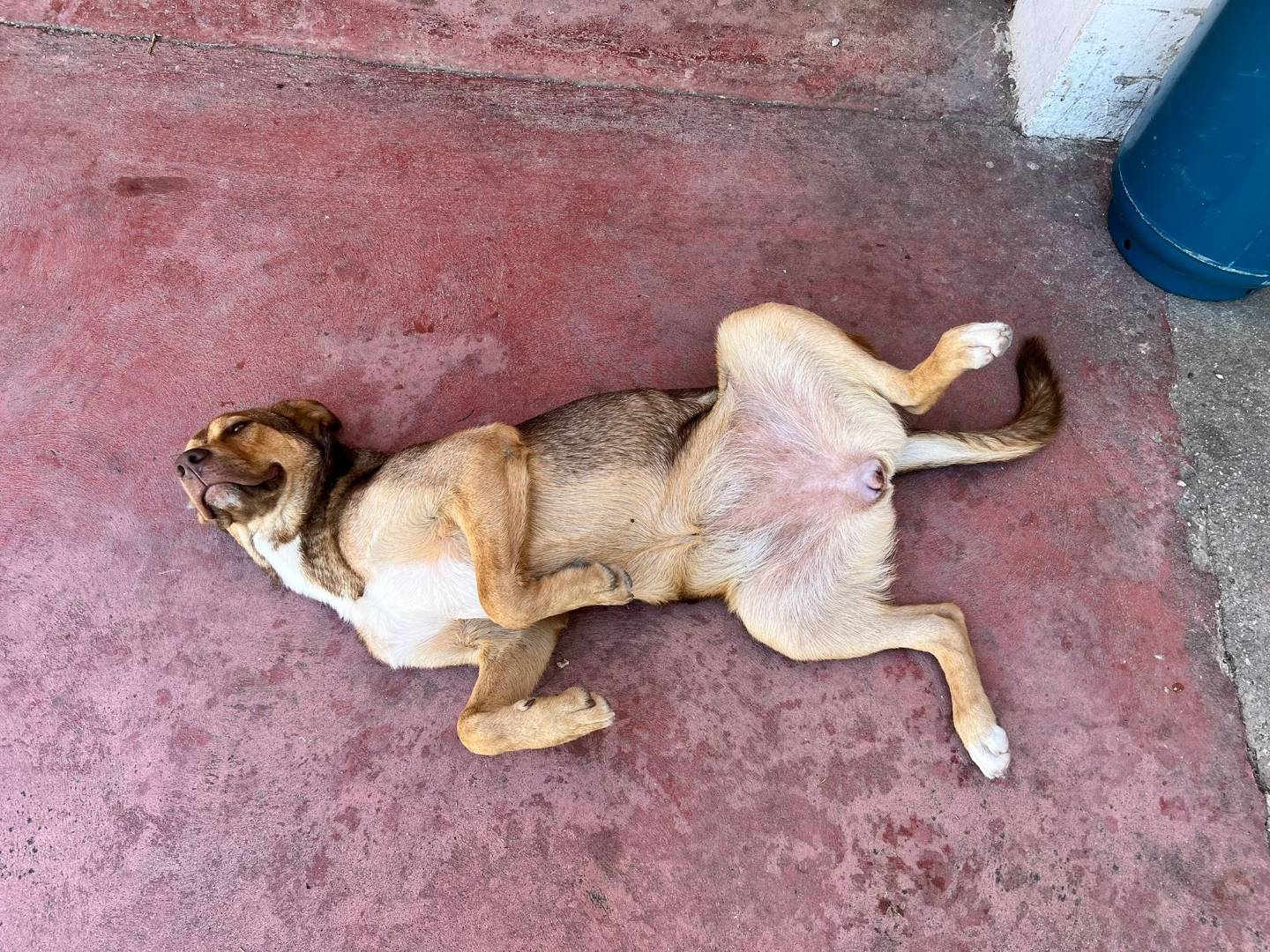 Adotta un cane, femmina, 4 anni e 3 mesi, Verona