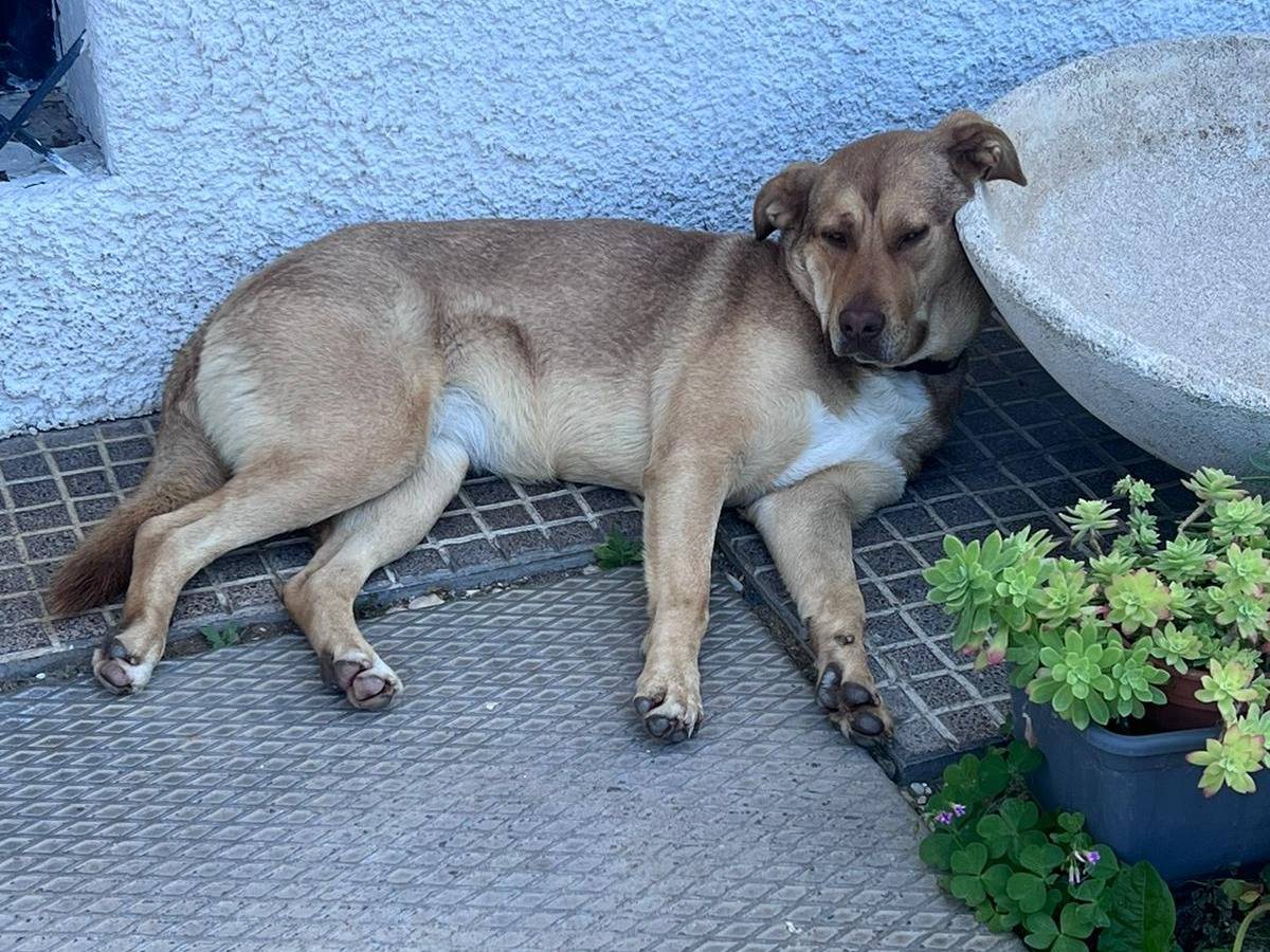 Adotta un cane, taglia media, femmina, Verona