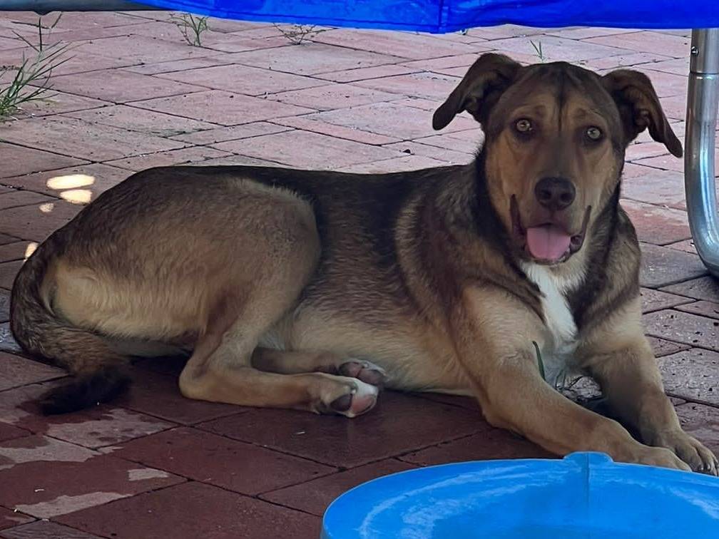 Vuoi adottare un cane a Verona?