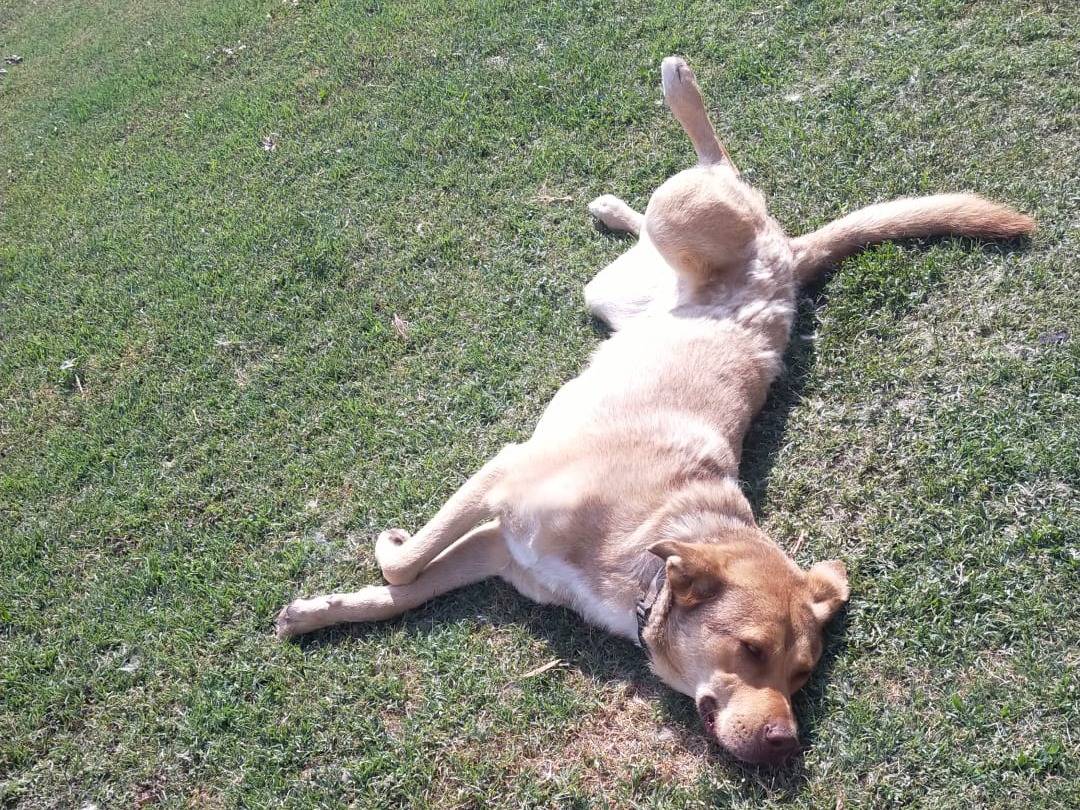 Adotta il cane LOLA a Verona