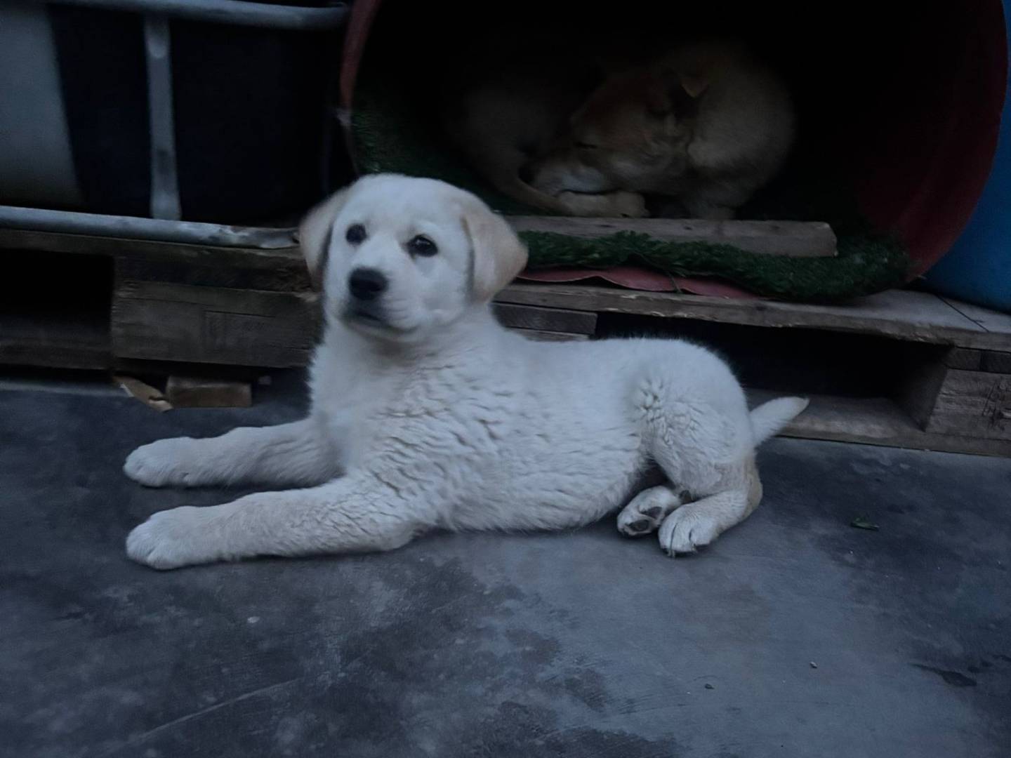 Adotta il cane Kiro a Crotone