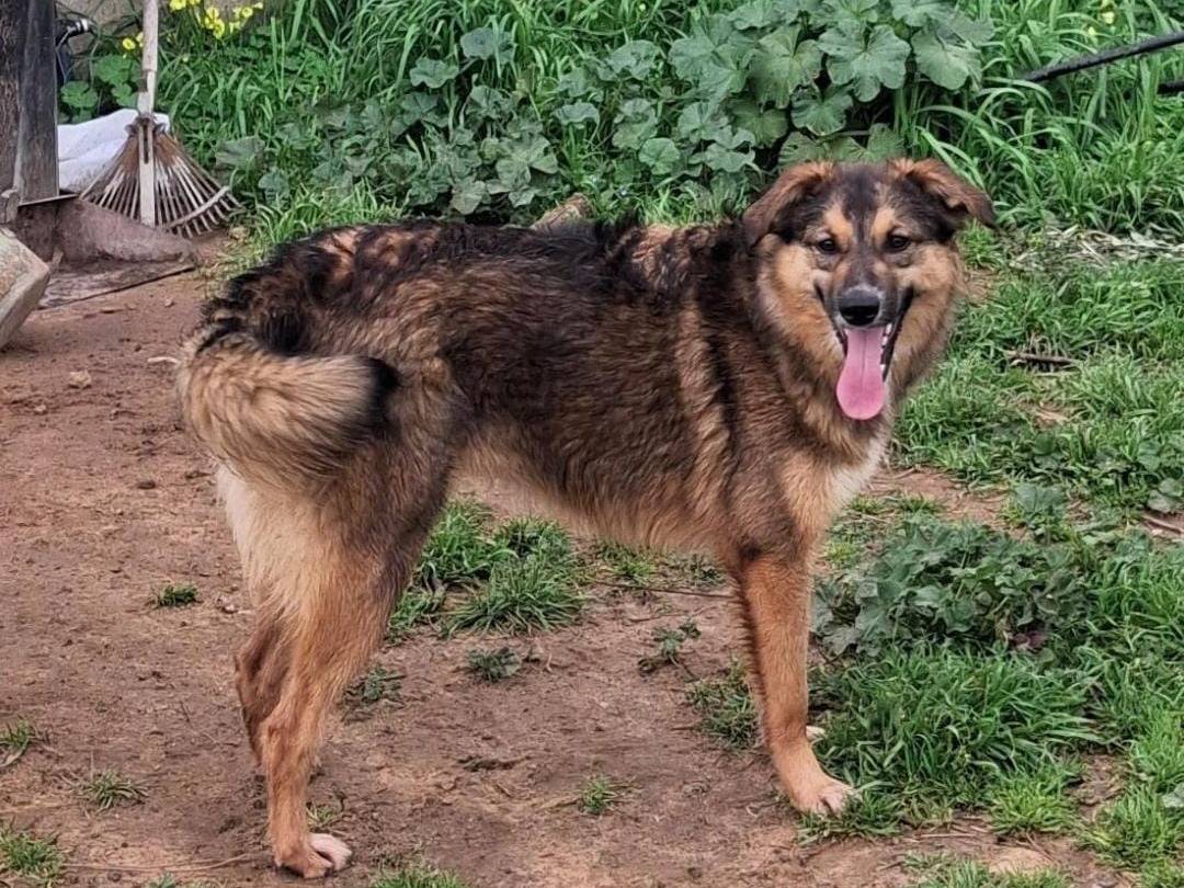 Vuoi adottare un cane a Crotone?