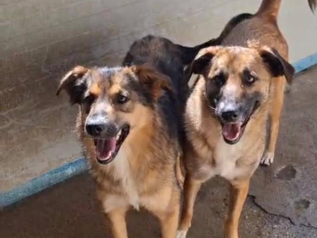 Adotta il cane Brenda a Crotone