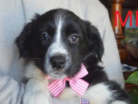 Adozione cane, femmina, Border Collie Razza sconosciuta, 2 mesi, taglia media, Lecce