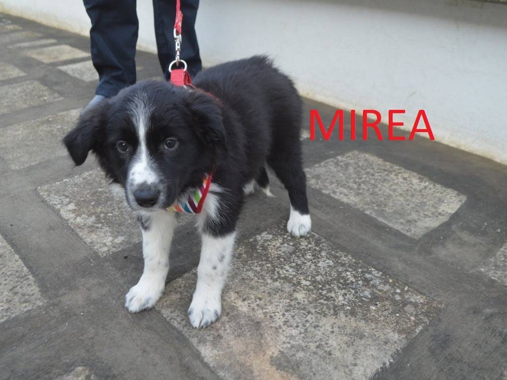 Adotta un cane, femmina, 2 mesi, Lecce