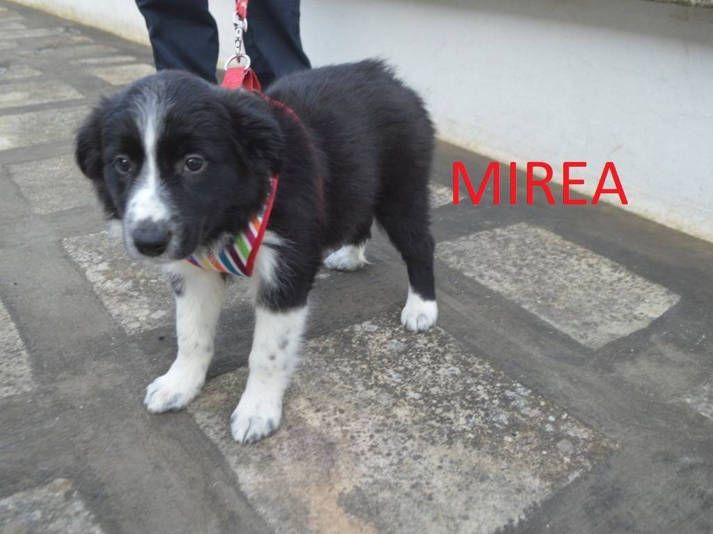 Adotta un cane, taglia media, femmina, Lecce