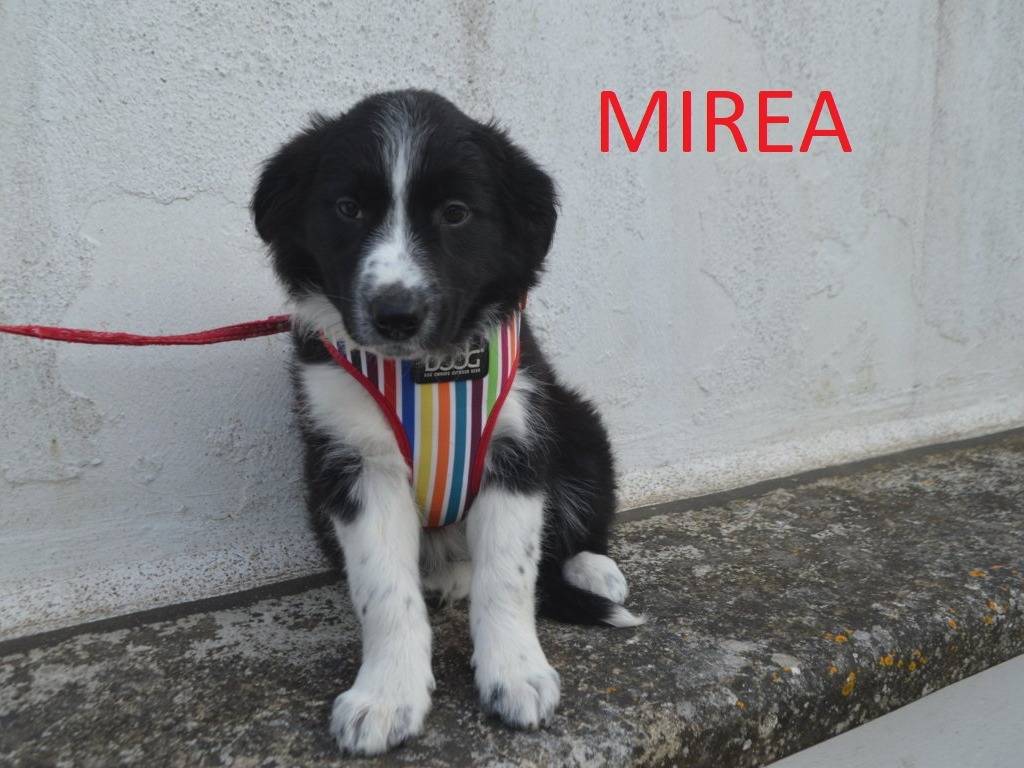 Vuoi adottare un cane a Lecce?