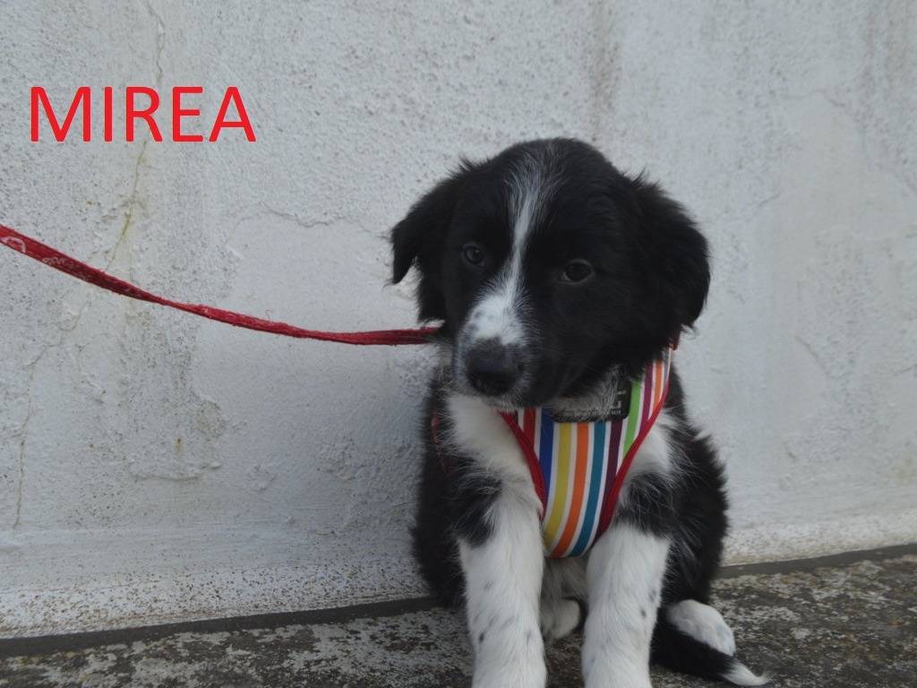 Adotta il cane Mirea a Lecce