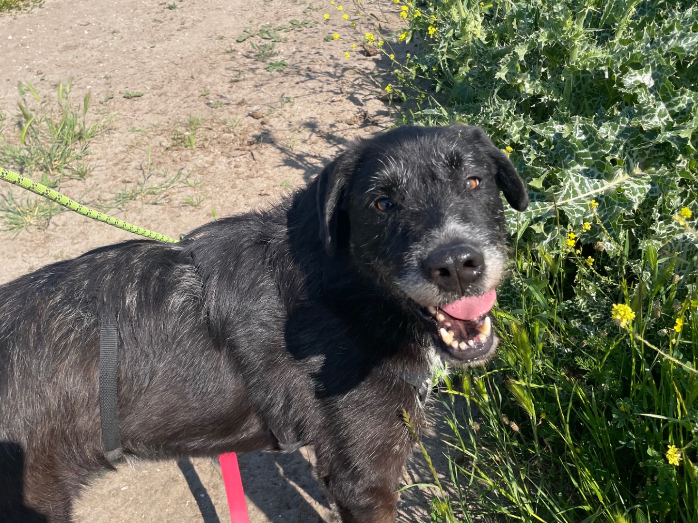 Adotta un cane, taglia media, maschio, Caserta